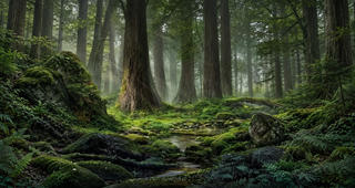 DMUL-woodland wallpaper